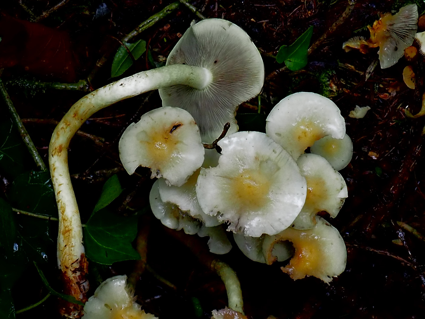 Hypholoma fasciculare  by John Catterson 